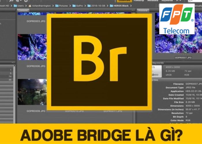 Adobe Bridge